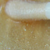 PURE CARAT - LESEDI